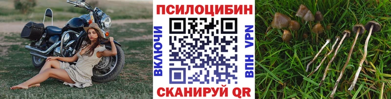 купить наркотики цена  Донской  Галлюциногенные грибы Cubensis 